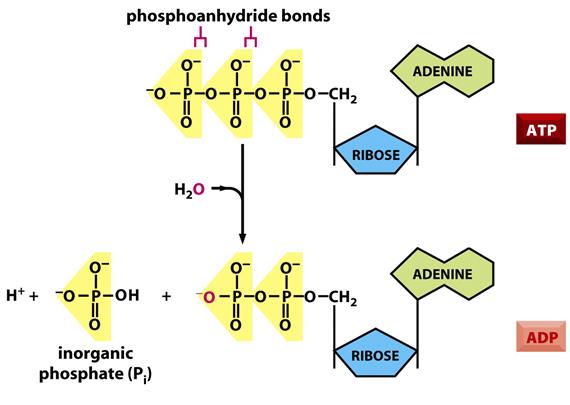 ATP to ADP
