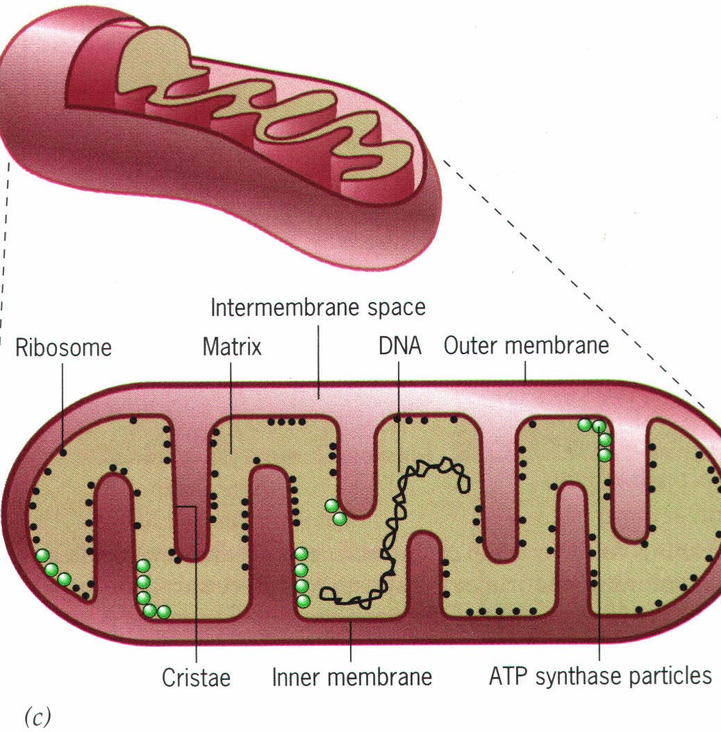 Mitochondria