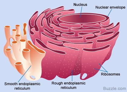 rough-and-smooth-endoplasmic-reticulum