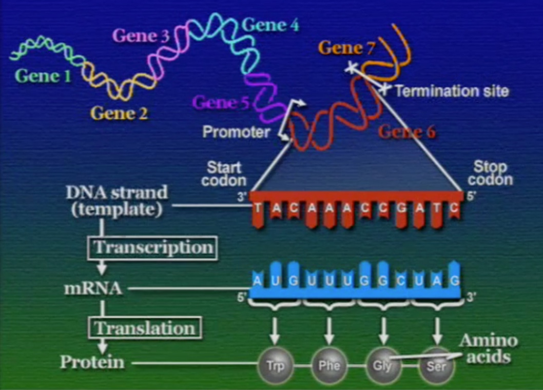 Central-Dogma-1