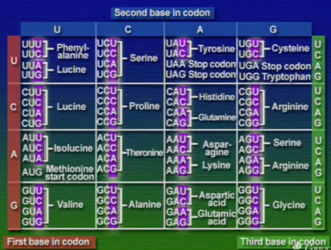 Codon-Anticodon