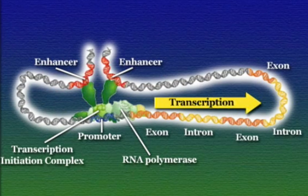 Enhamcer