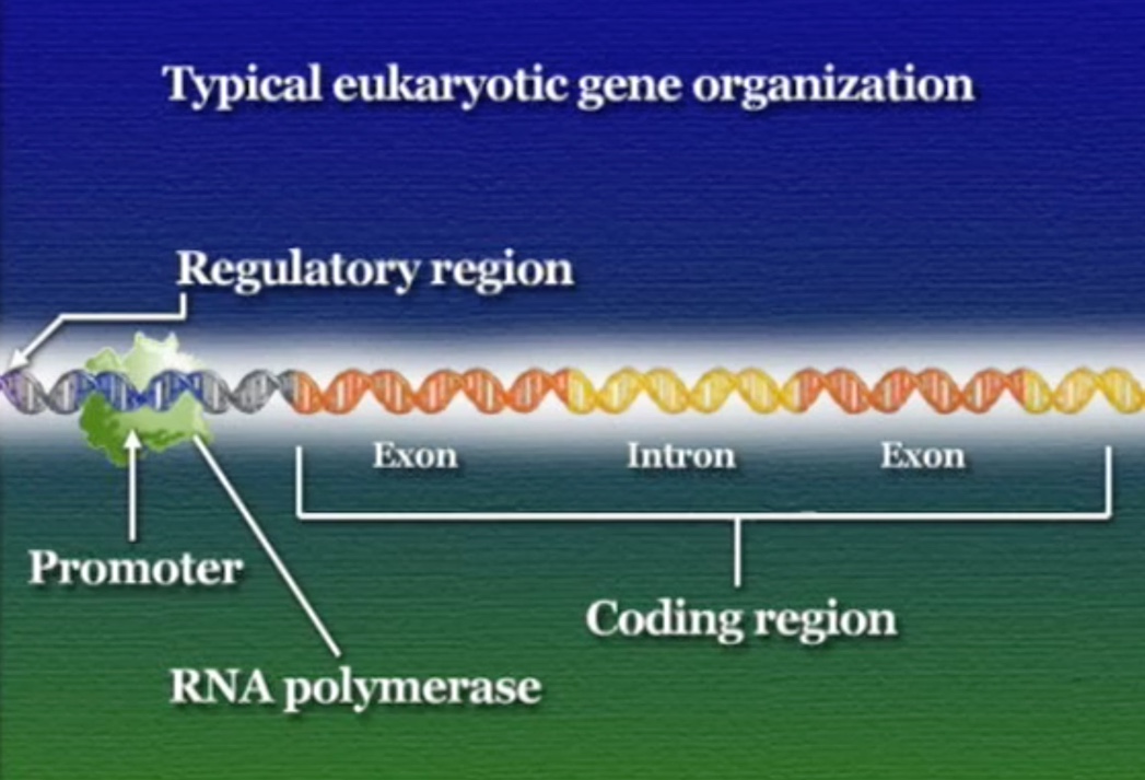 Enhancer-1