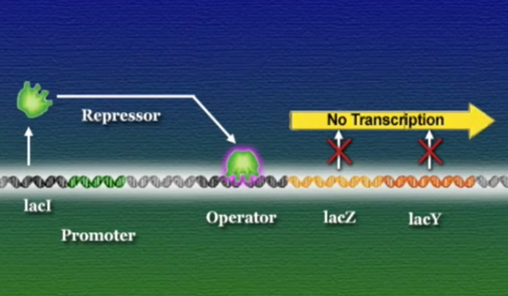 LacI-2