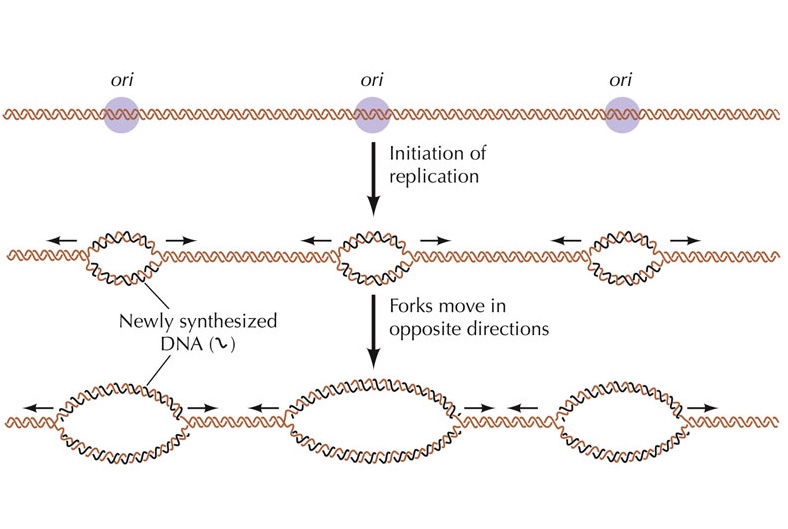 Origin-of-replication