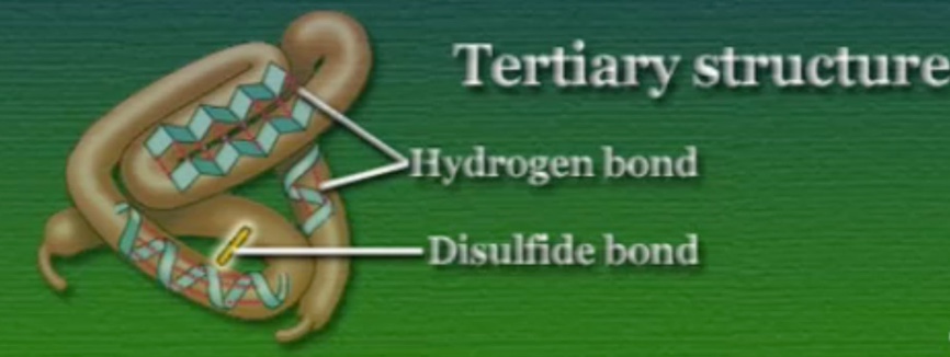 Protein-tertiary-structure