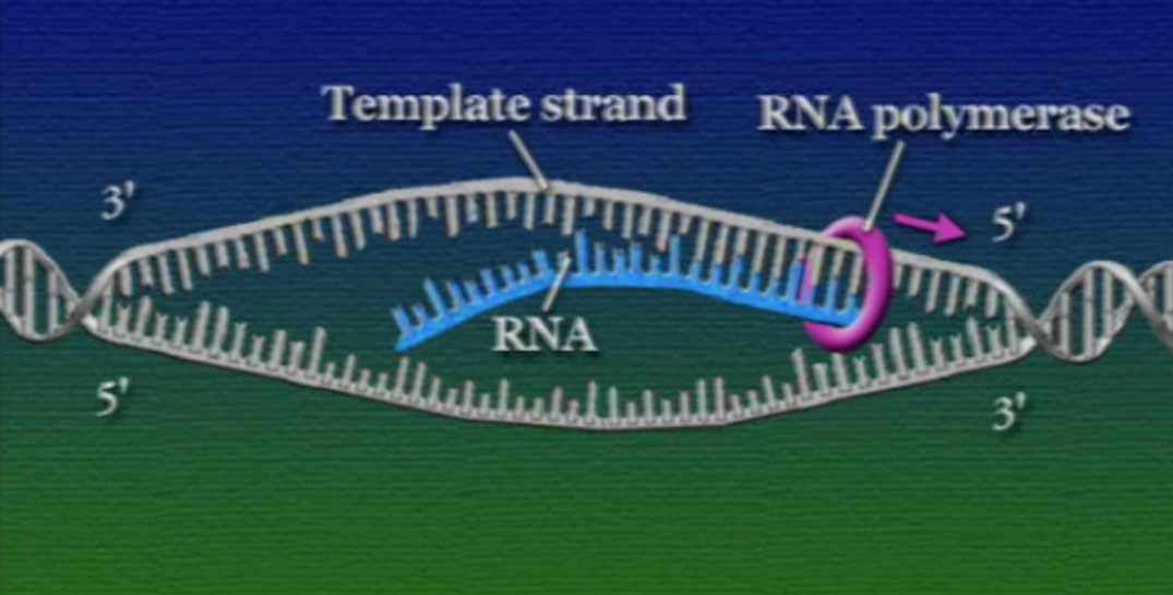 RNA-Polymarase-3