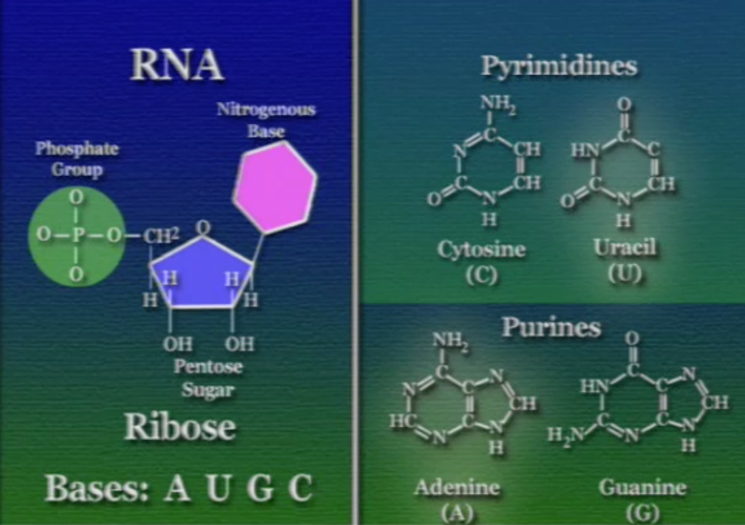 RNA-bases