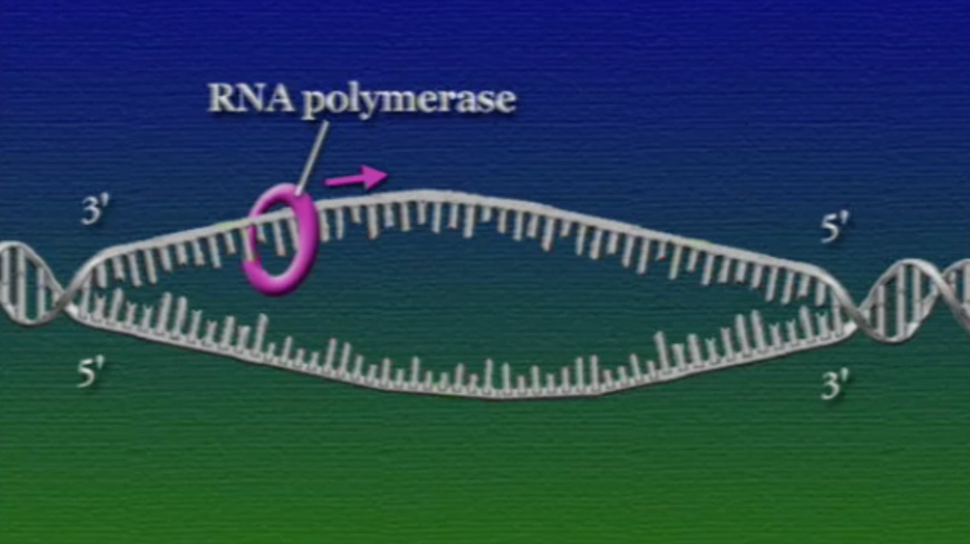 RNA-polymarase-1