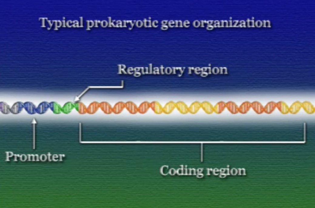 Regulation-1