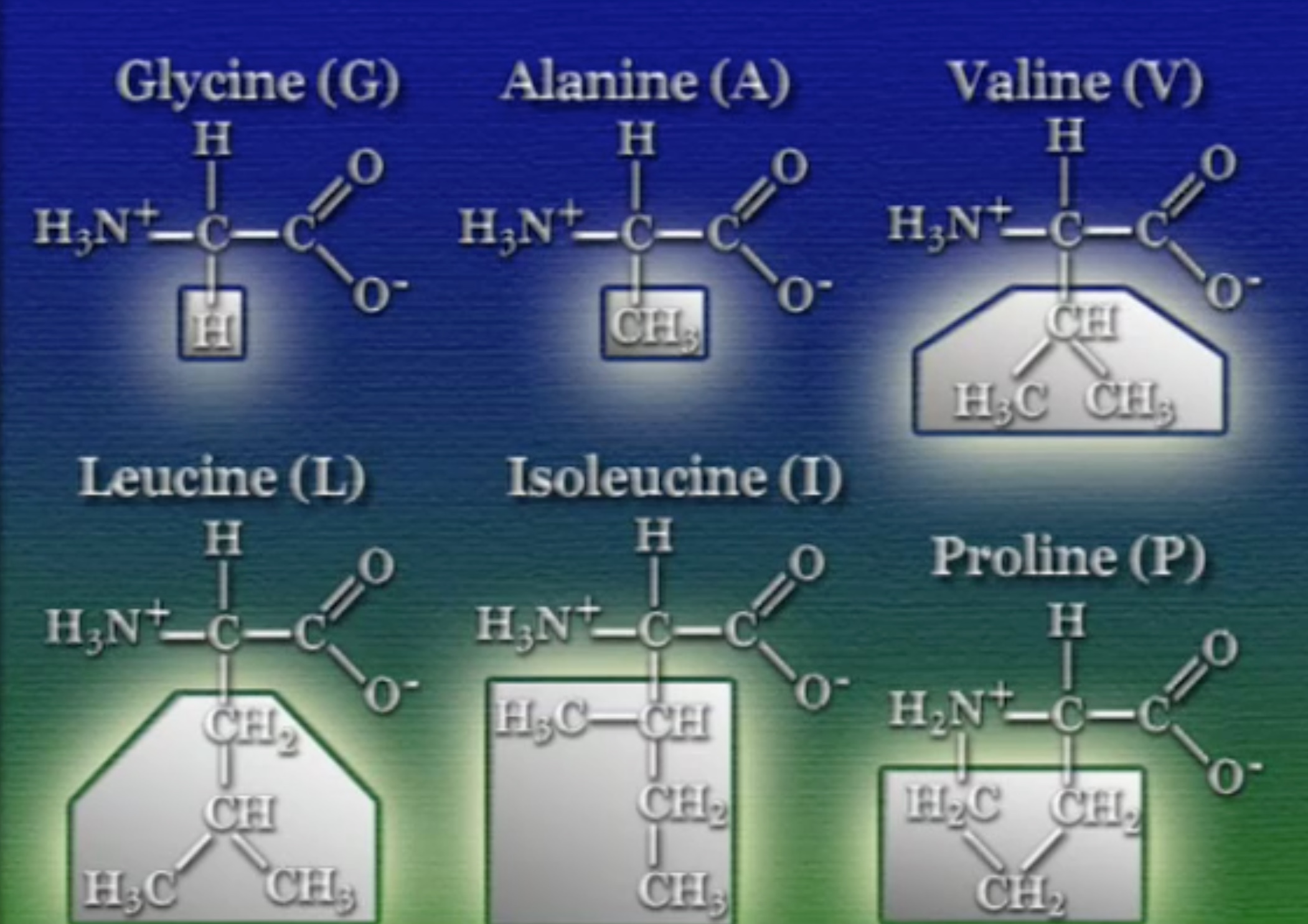 amino-acids