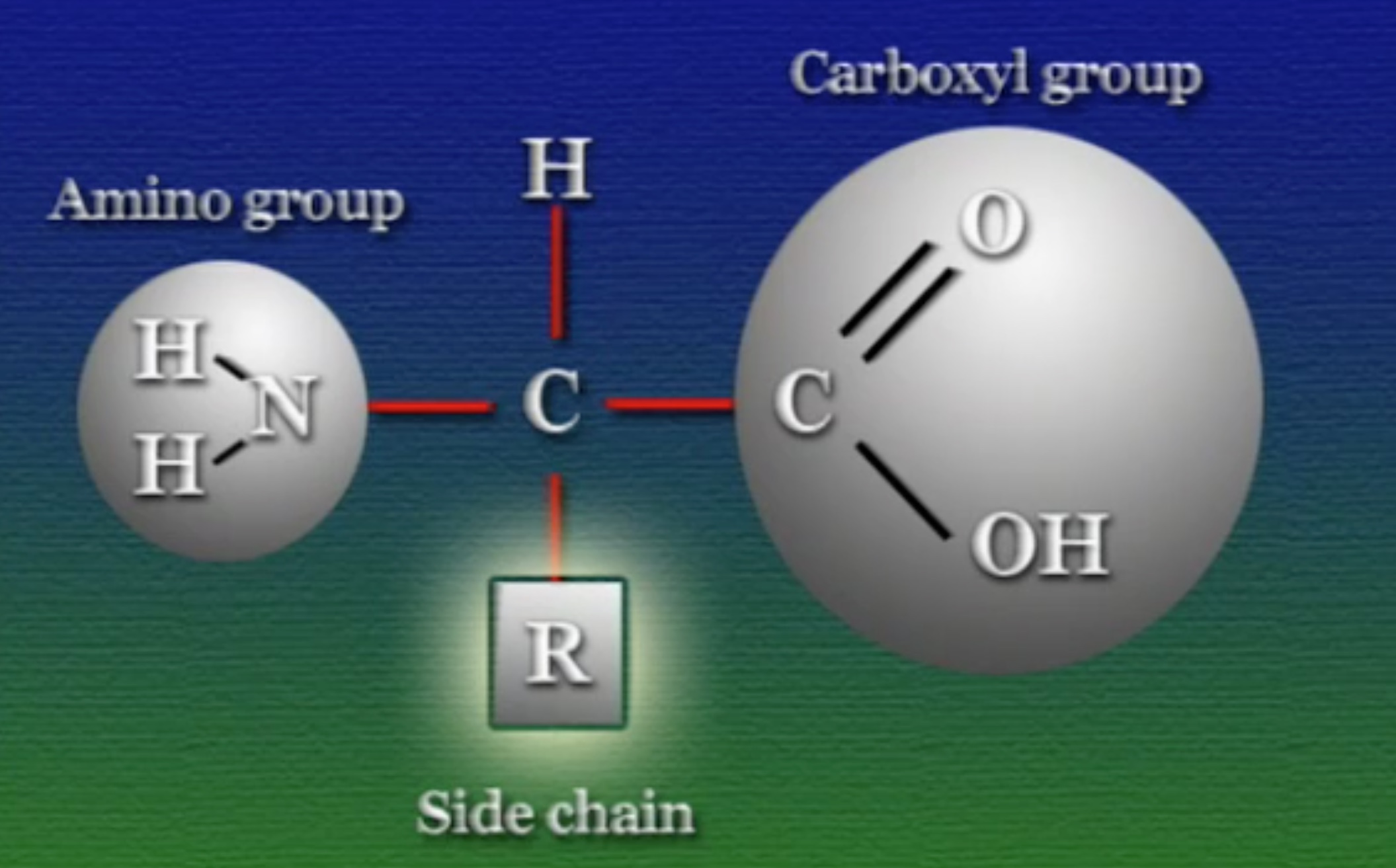 amino acids