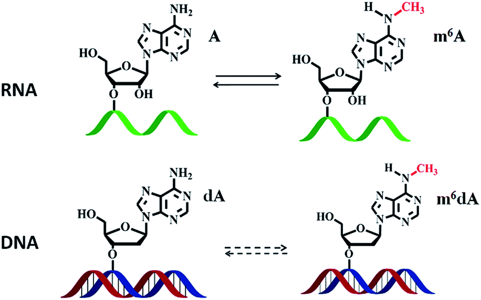 Methylation