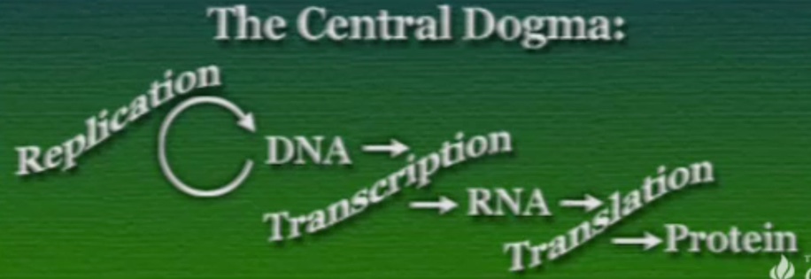 central-dogma