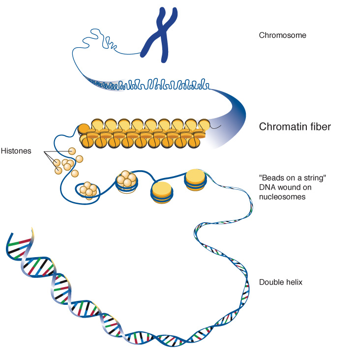 chromatin_lg