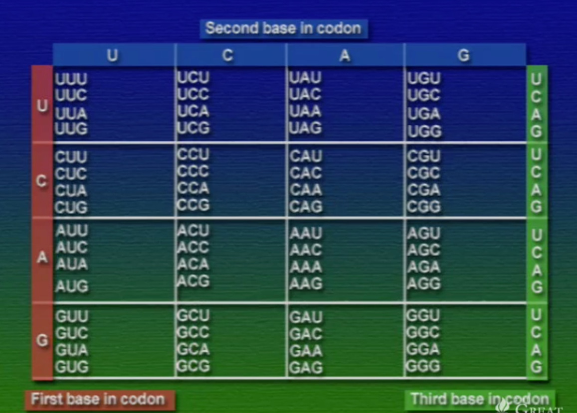 codon-1