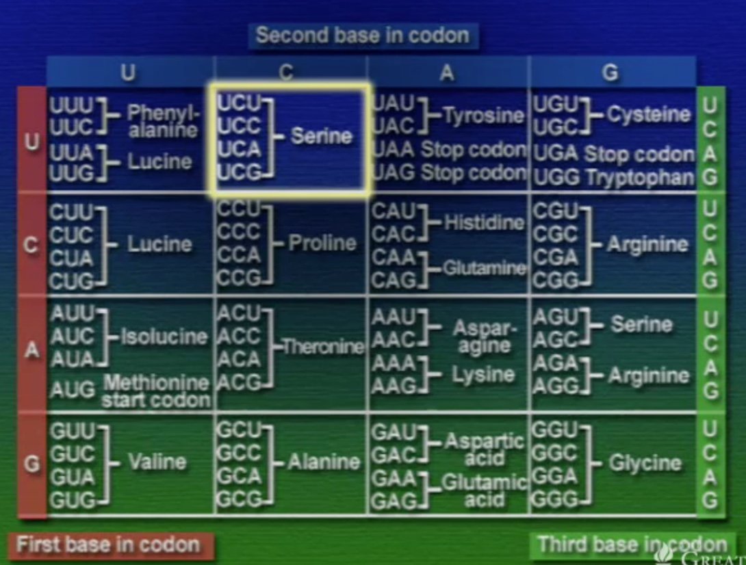 codon-2