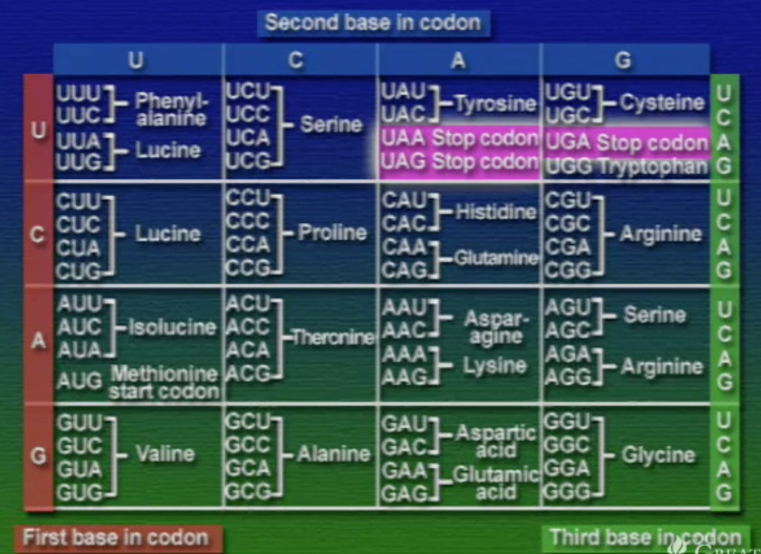 codon-4