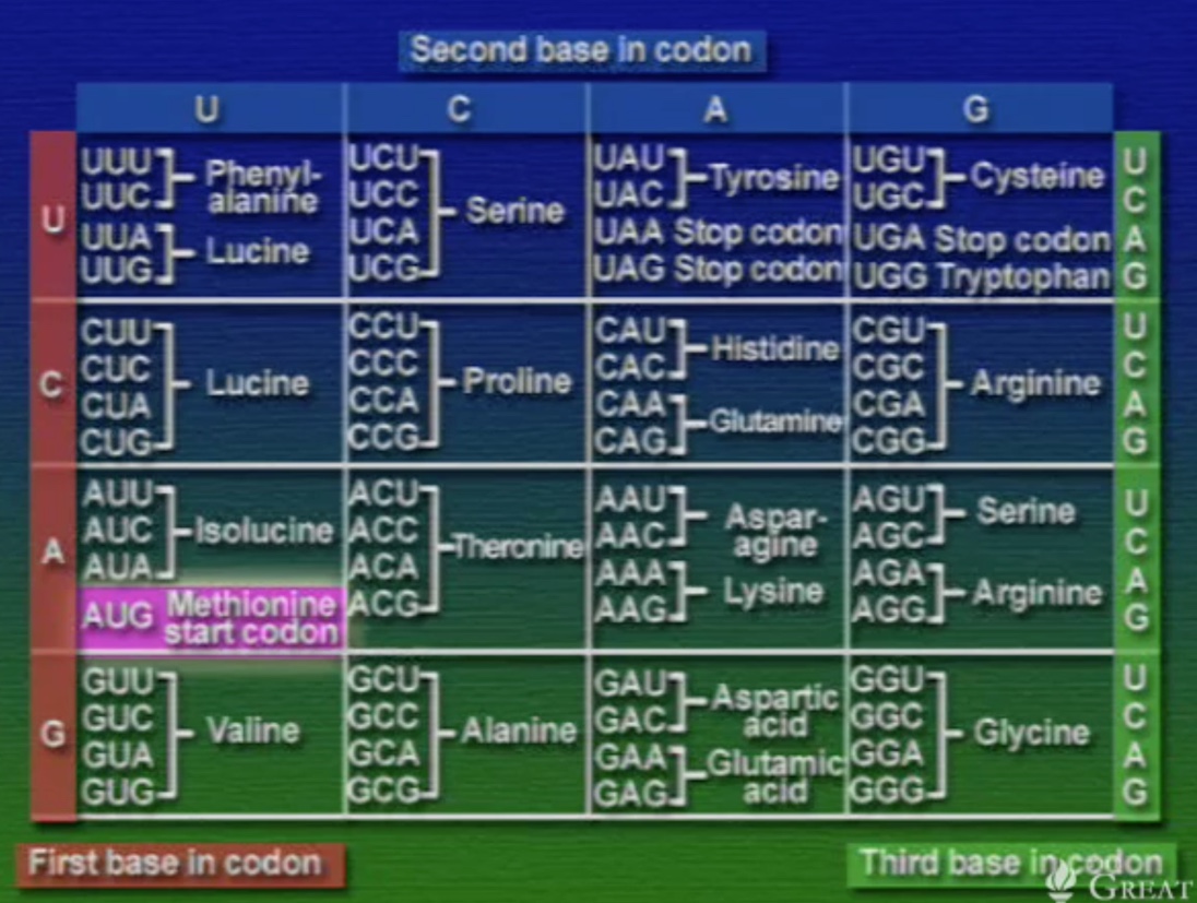 codon-5