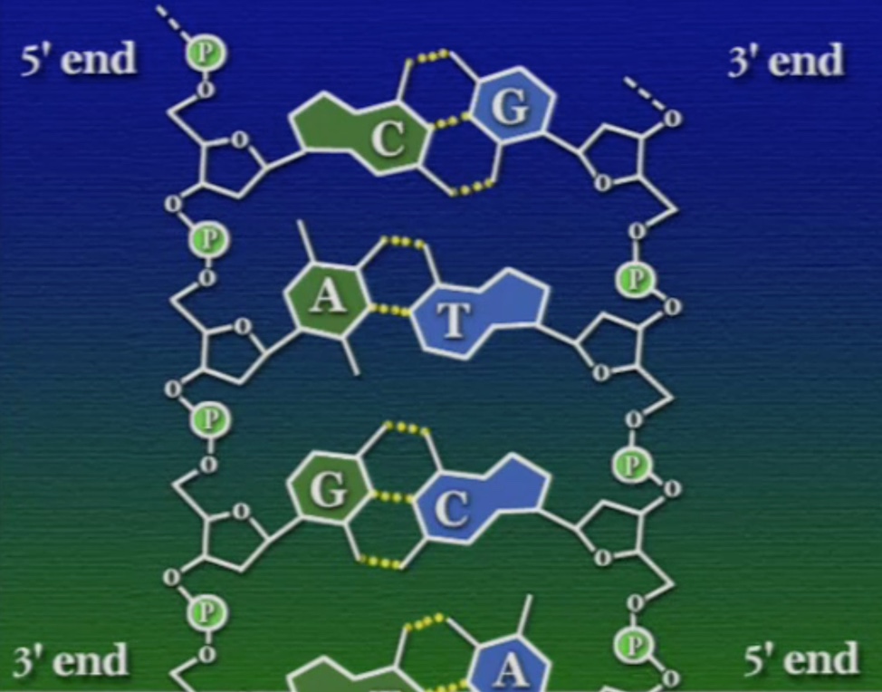 dna-double-helix-2