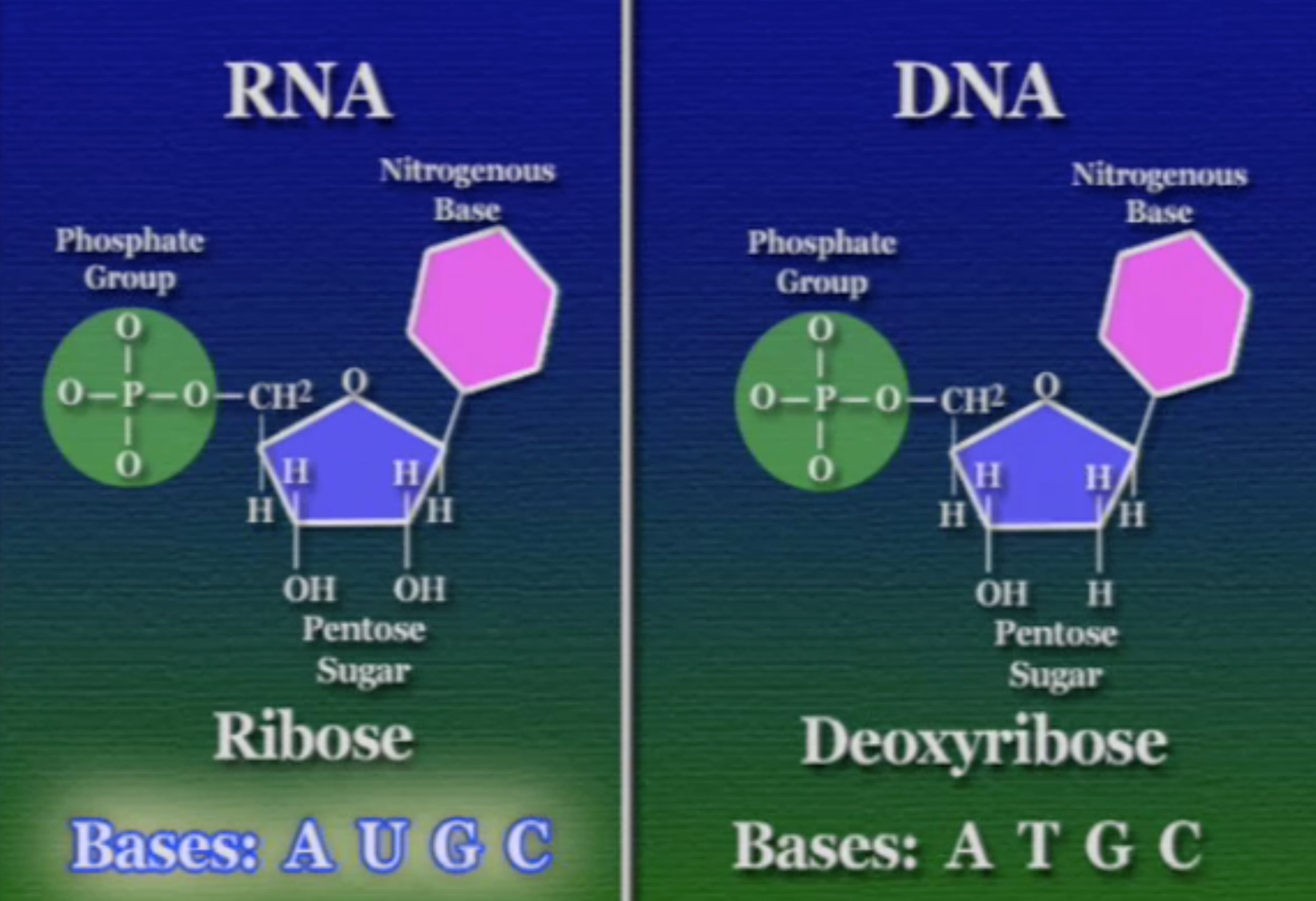 dna-rna