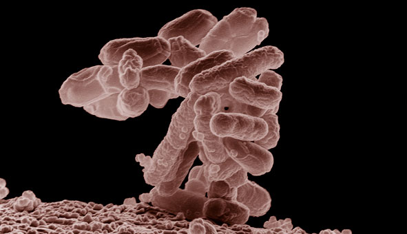 E_coli