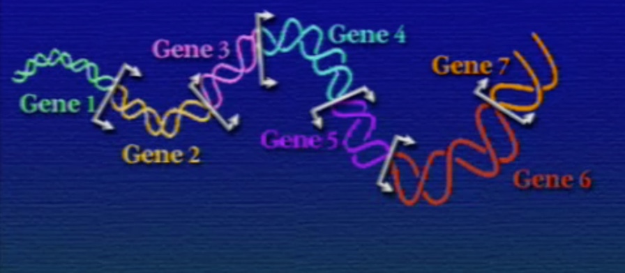 gene-1