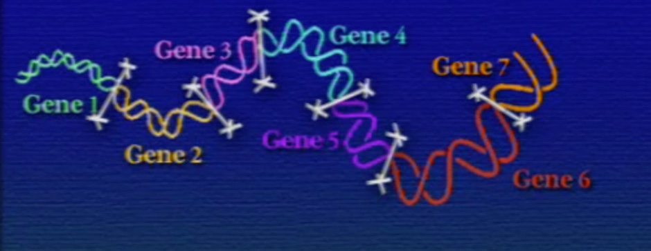 gene-2