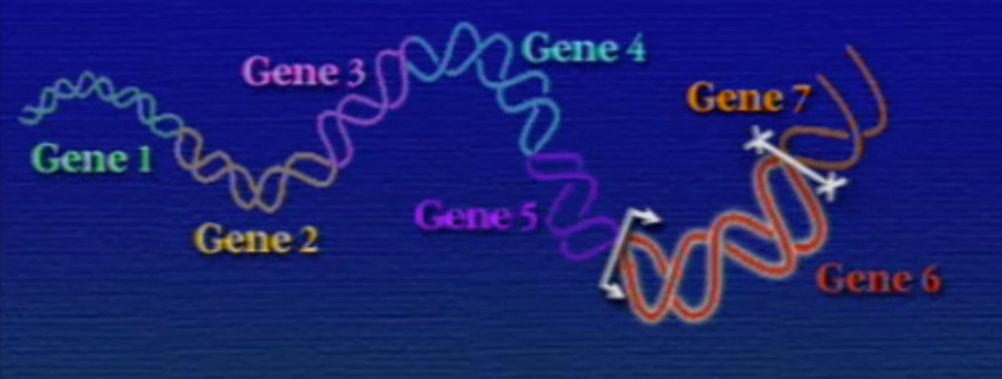 gene-3