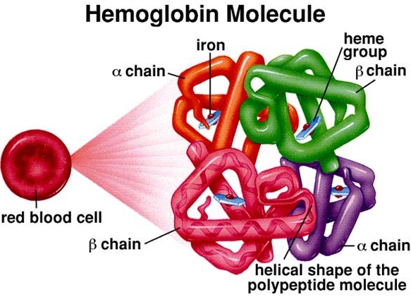 hemoglobin