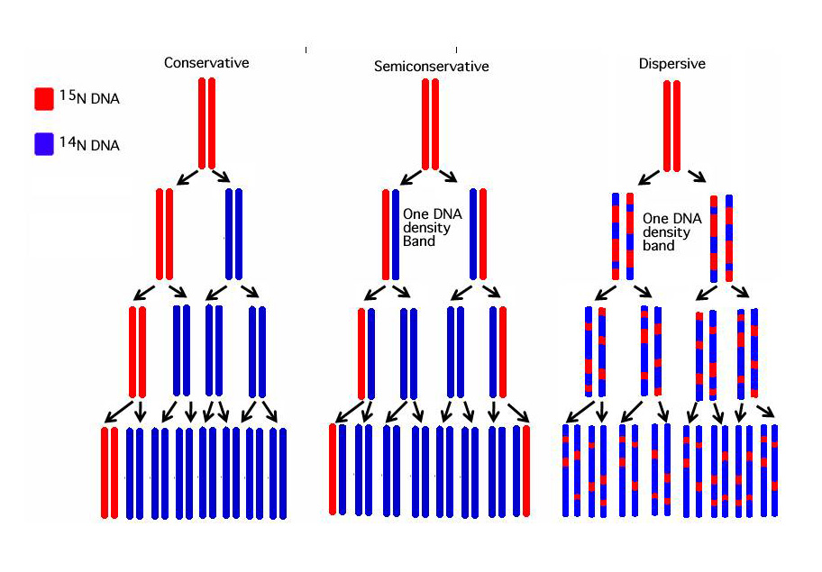 DNA-replication