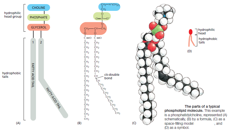 phospholipid