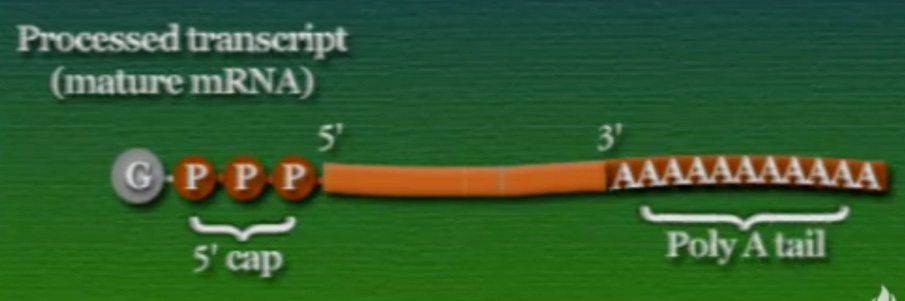 m-RNA-9