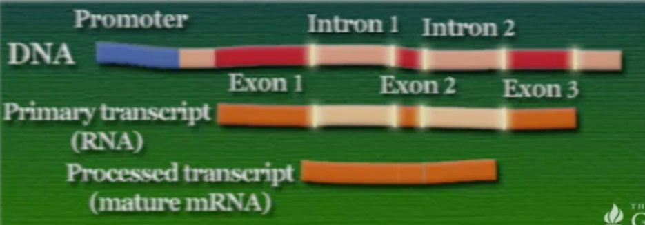 mRNA-1