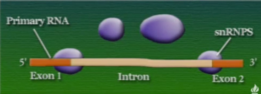 mRNA-3