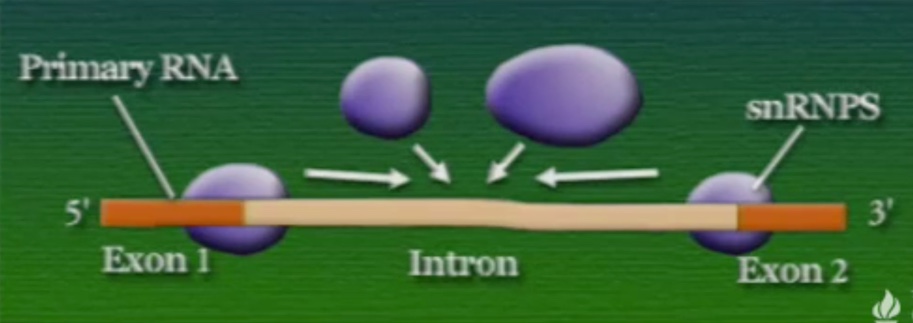 mRNA-4