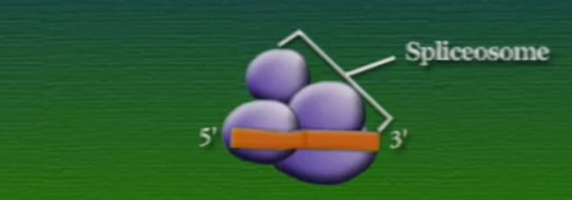 mRNA-8