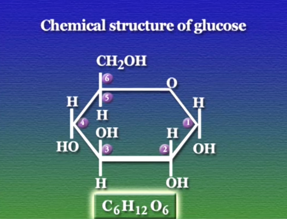 metabolism-11