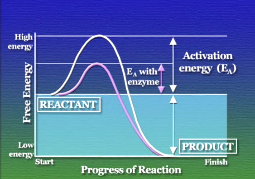 metabolism-4