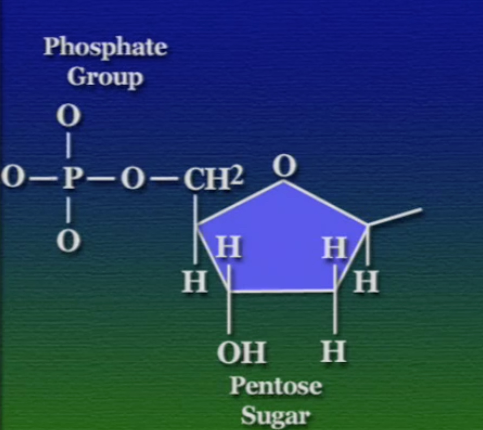 pentose-sugar-2