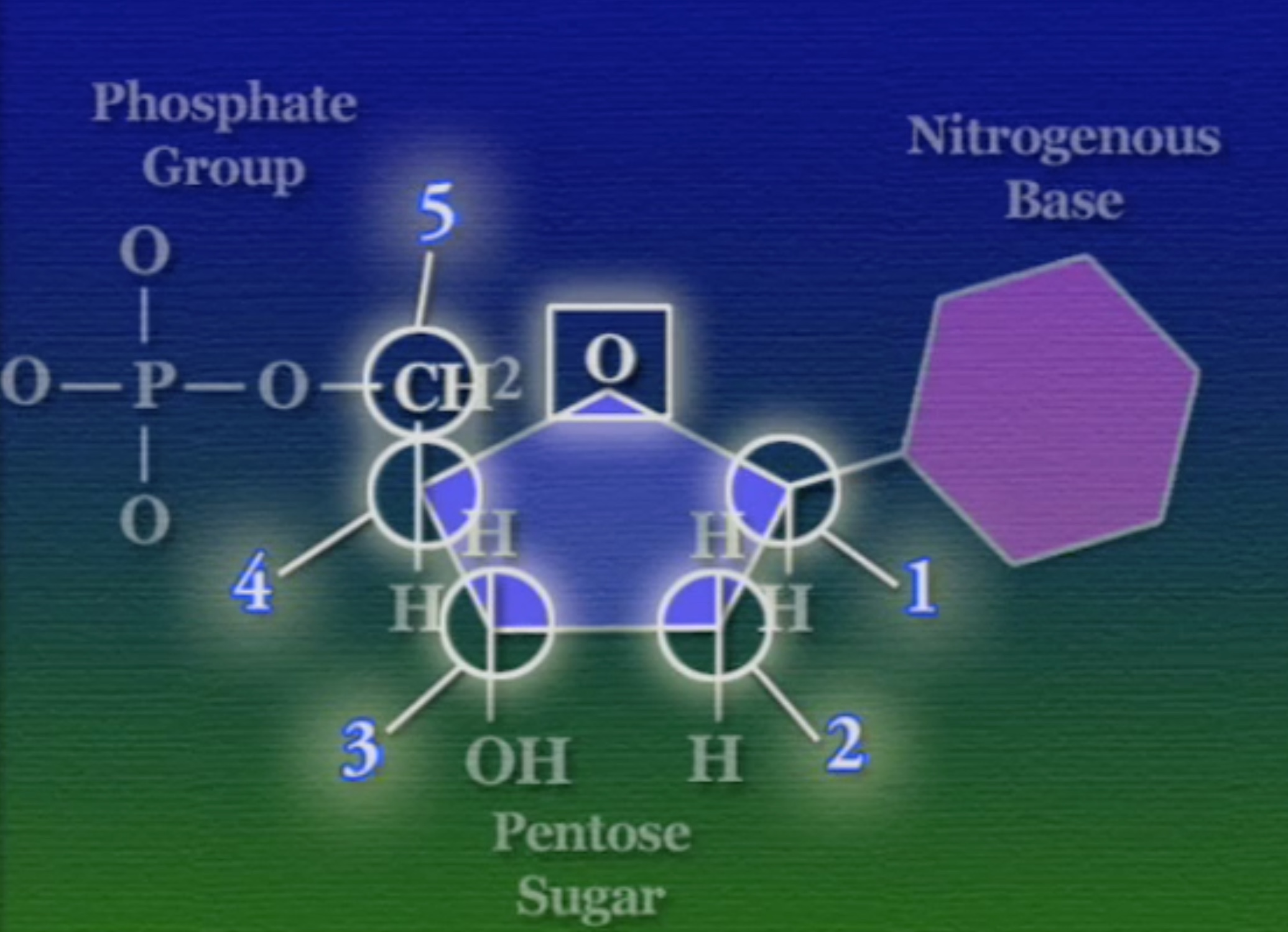 pentose-sugar-4