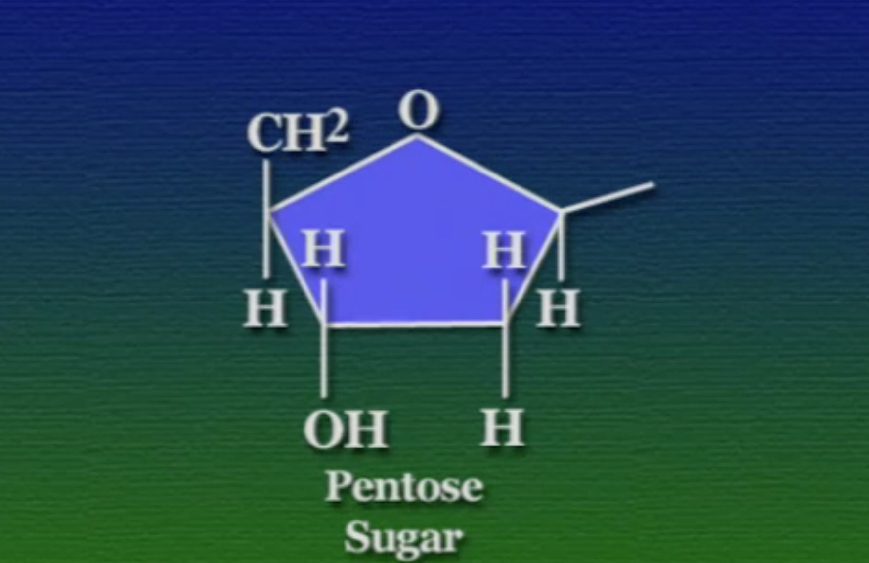 pentose-sugar