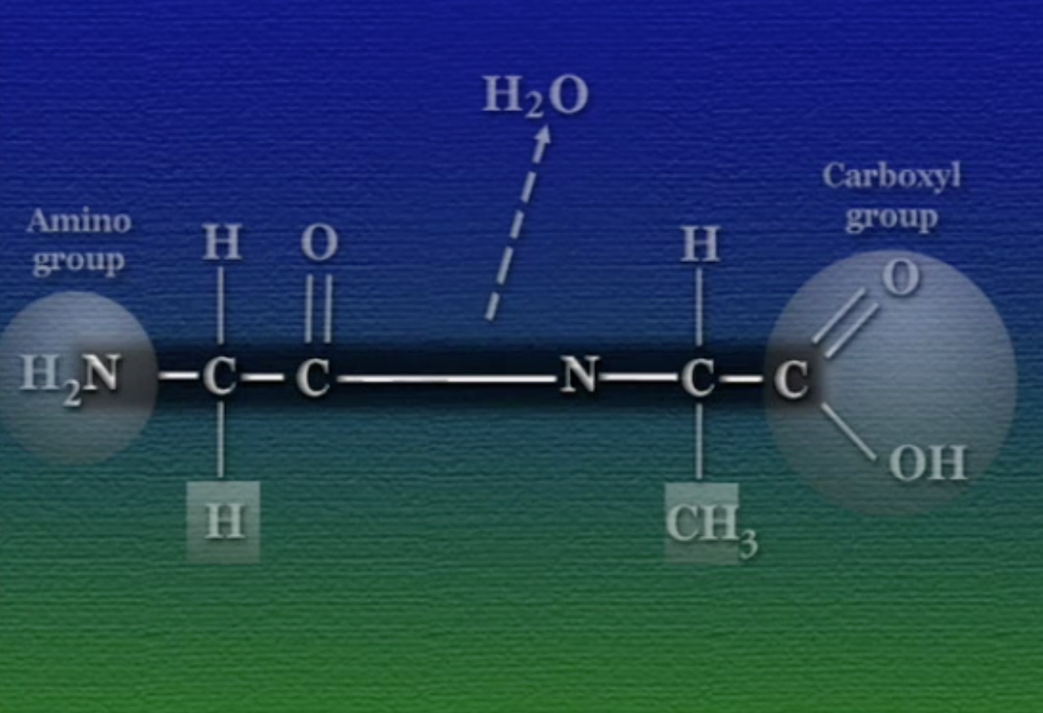 peptide-backbone-1