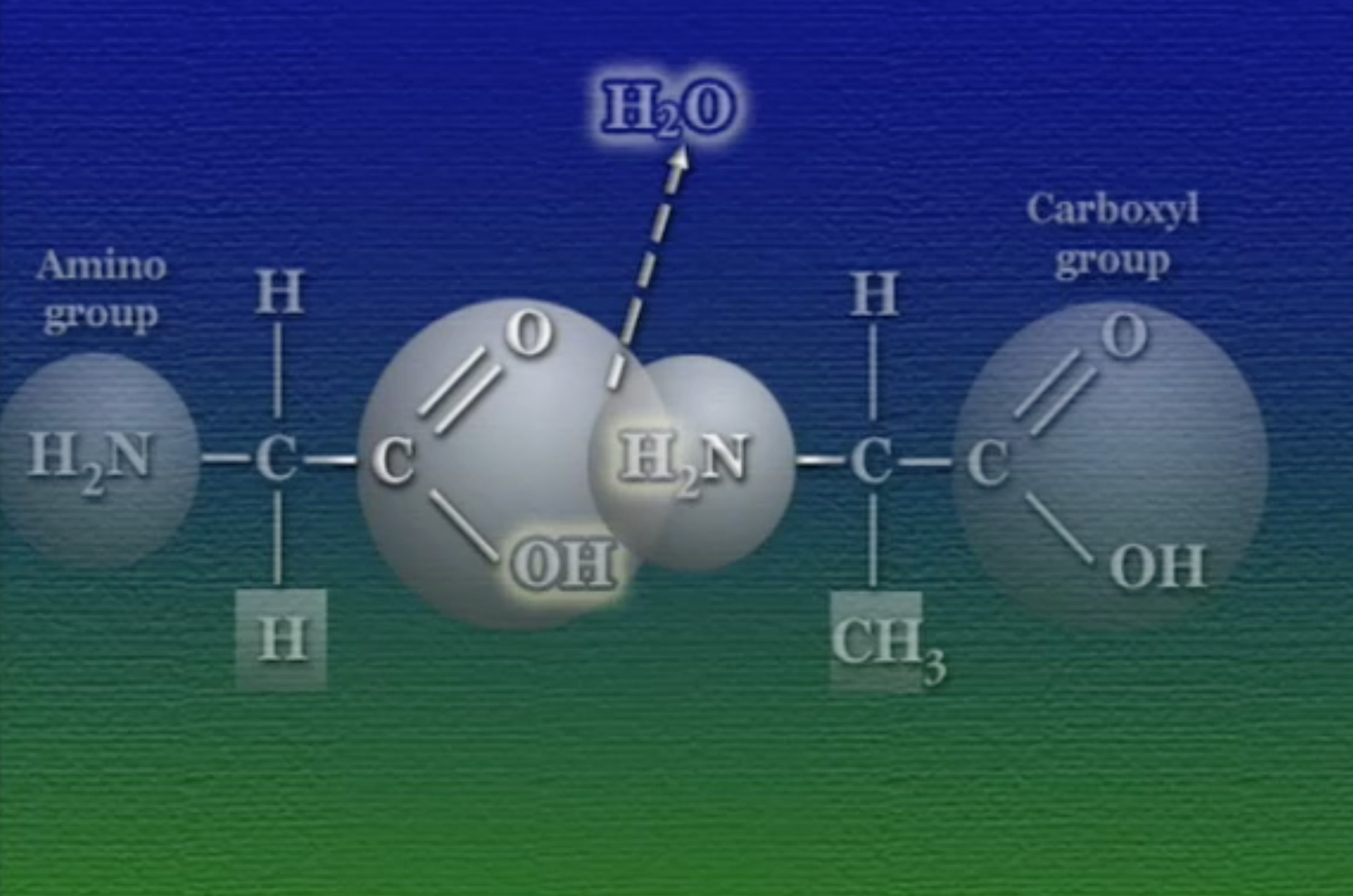 peptide-bond-1