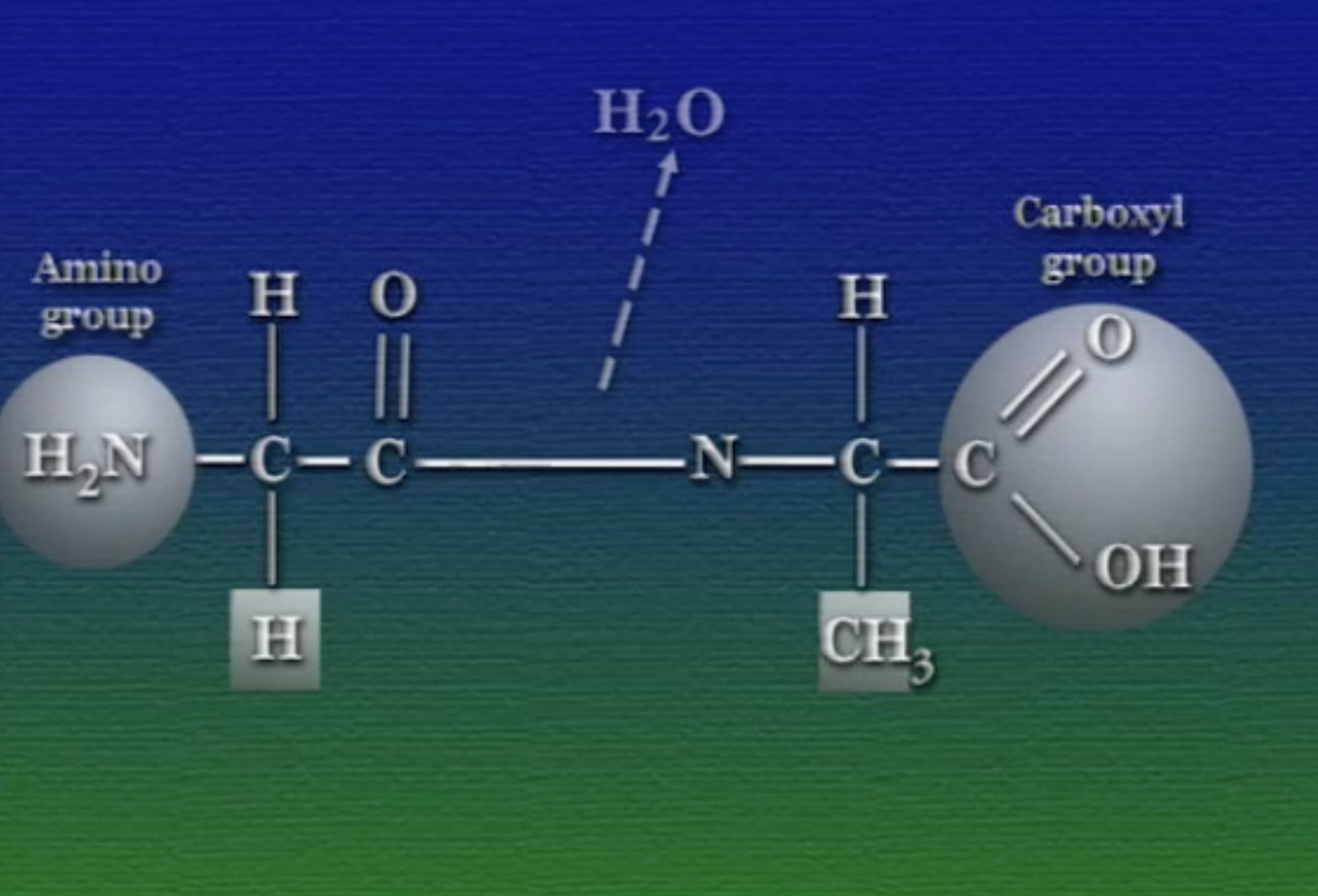 peptide-bond-3