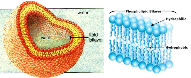 phospholipid bilayer