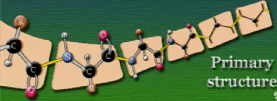 protein-primary-structure