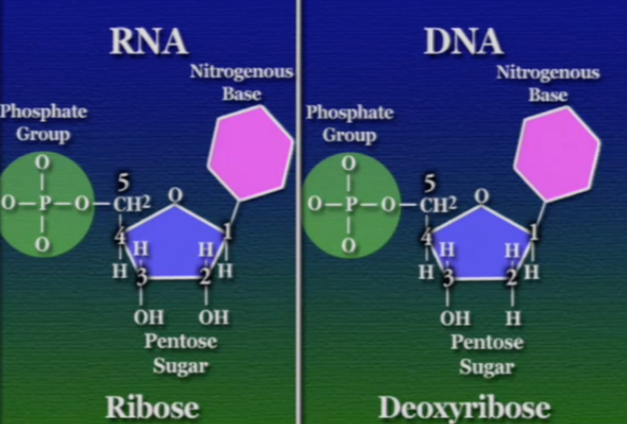 ribose-dna-rna-1