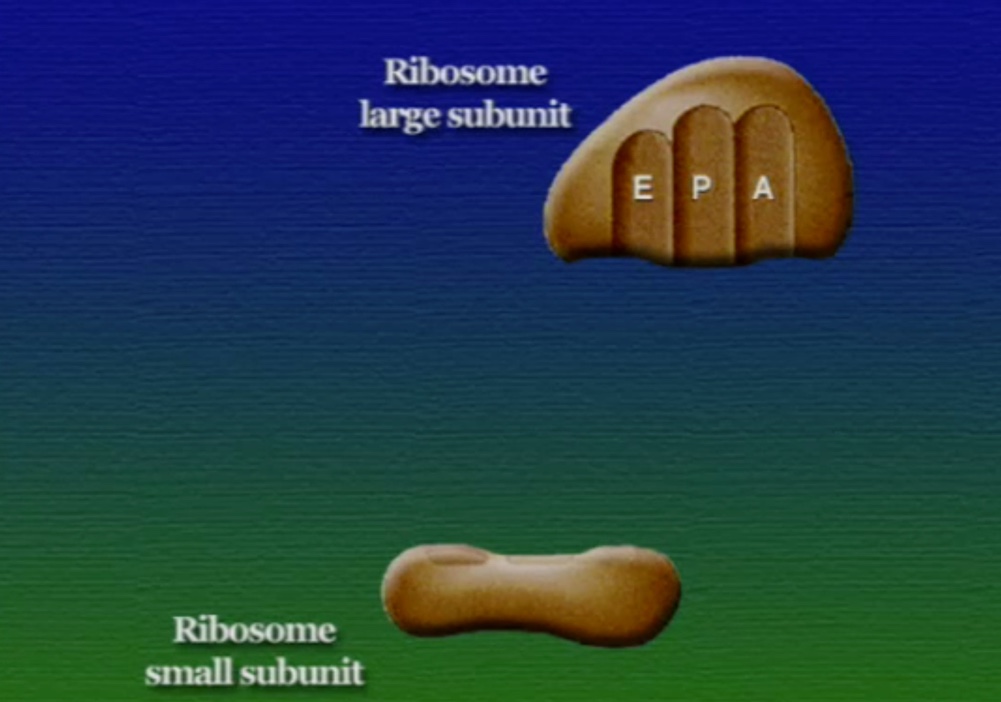 ribosome-1