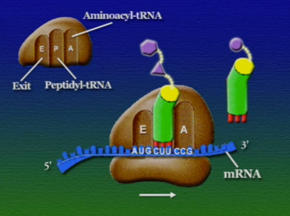 ribosome-13